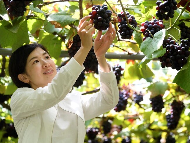 フルーツ王国山形でぶどう狩りが最盛期。シャインマスカットなど約10種類が粒取りで食べ放題　休暇村庄内羽黒ではぶどう狩り体験付き宿泊プランを9月10日販売