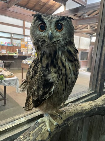 終生飼養（しゅうせいしよう）ー富士花鳥園（静岡県富士宮市）の鳥さんたちの老後の過ごし方１.