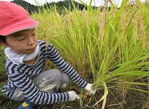 高槻市立樫田小学校で児童が一足早い稲刈り体験