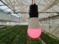 光の力で病害虫や育苗にアプローチ農業分野の省人化と減農薬、生産性向上に貢献　HotaluXが農業用照明市場に再参入