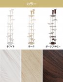 カラー展開