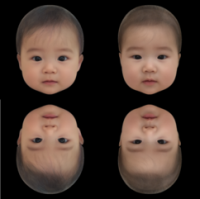 赤ちゃんの「かわいさ」は逆さになっても分かる　学術誌「Perception」のオンライン早期公開版で研究成果を公開