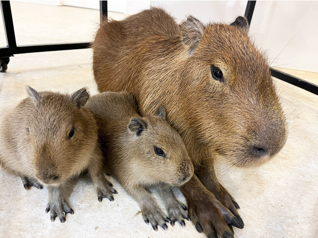 「アニタッチイオンモール土浦」で初めて!カピバラの赤ちゃんが2頭誕生♪