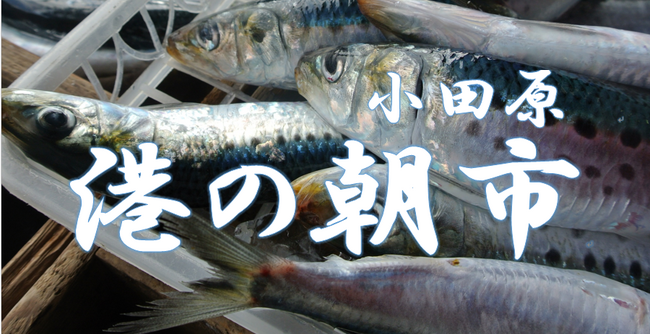 【小田原市】復活！小田原・港の朝市