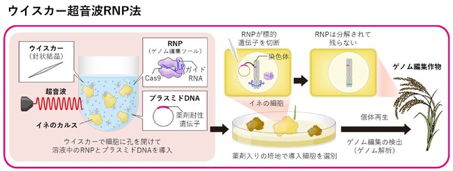 植物における新しいゲノム編集技術の開発に成功