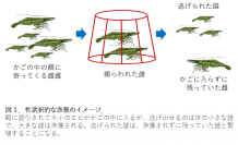 【東京農業大学】動物集団中の成熟した雌雄のバランスが、その集団の存続可能性に影響するメカニズムを明らかに