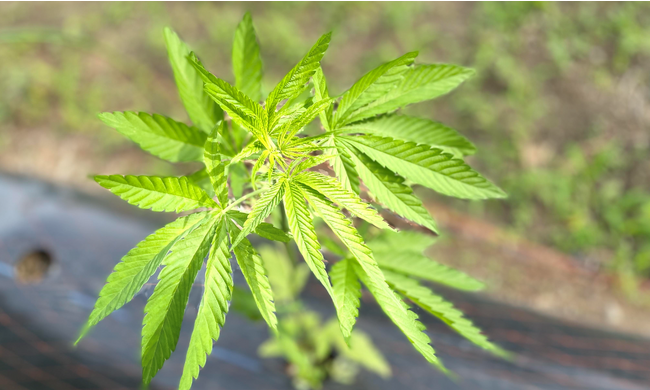 三重県明和町　75年ぶりの大型改正となる「大麻取締法改正」による規制緩和で新しい大麻産業の創出を目指す企業間プラットフォーム「HEMP HUB」発足