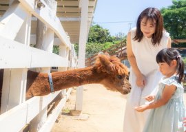 ▲アルパカの「一茶」 ▲アルパカの「一茶」