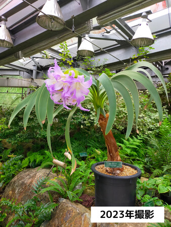 開花しました！珍しい花、ブルーアマリリス
