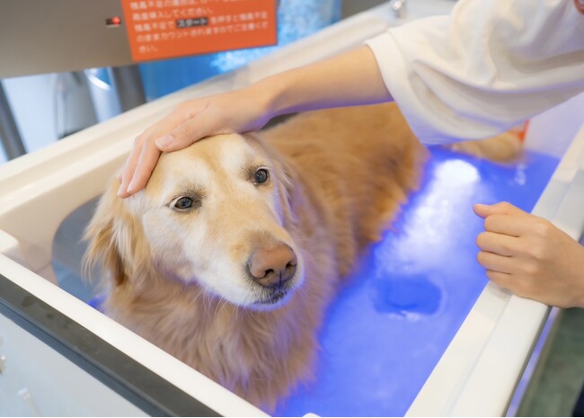 セルフ式ドッグスパ「DOG WAN spa」が東京都世田谷区に8月29日オープン