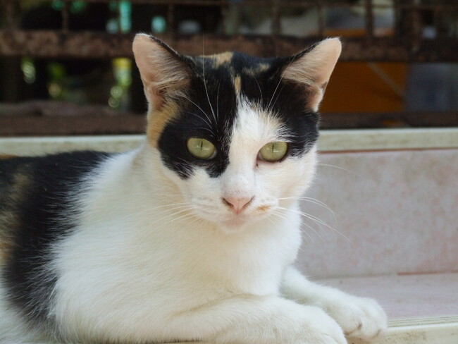 動物愛護議員連盟PT　環境省、狩猟鳥獣ノネコ、ノイヌ断定の実例なしと回答　