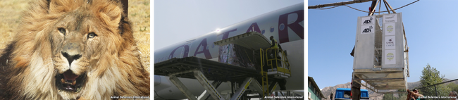 カタール航空カーゴ、世界で最も孤独なライオンの新たな旅を支援