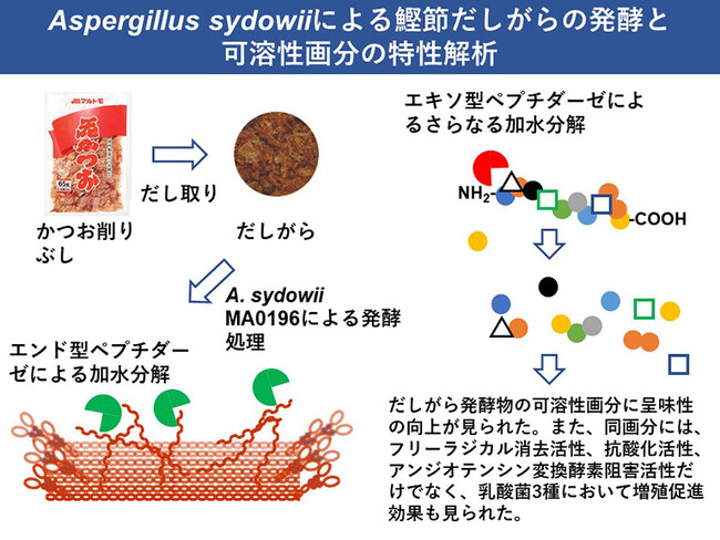 マルトモ、神戸大学との共同研究結果を発表！第75回日本生物工学会大会「Topics of 2023」に研究内容が選出