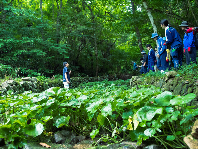 高津川流域のワサビ谷で初の職員研修　生産者とともに再生作業