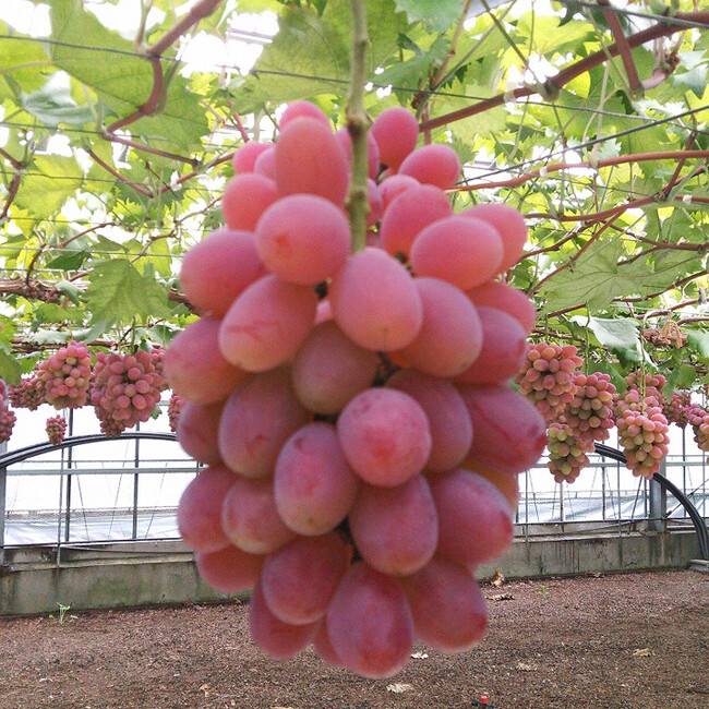 シャリッ、プチッ、ジュワッ！ ＜源吉兆庵＞陸乃宝珠に新味登場！ 岡山県産ぶどうを使用した果実菓子『陸乃宝珠 シャインマスカット』期間限定販売 〈大丸京都店〉