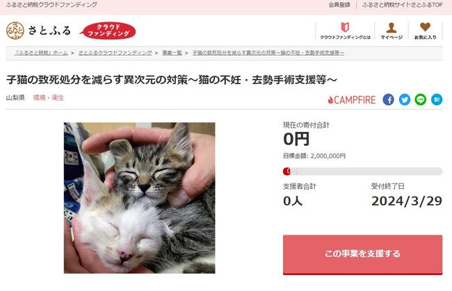 山梨県とさとふる、猫の不妊・去勢手術支援のため寄付受け付けを開始