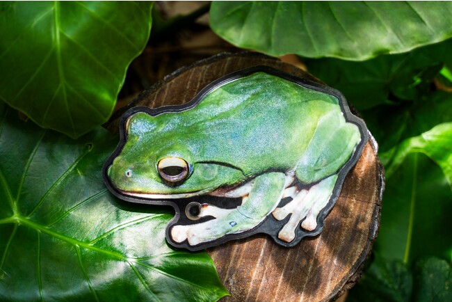 【西表島ホテル】冬の西表島で八重山固有種のカエルの声を楽しむ「ヤエヤマアオガエル鑑賞ナイトツアー」開催｜期間：2023年12月1日～2024年1月21日