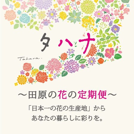 【10月発送サービス開始！】日本一の花の生産地からお届け！そのまま飾るだけで季節を楽しめるタハナ｜田原の花の定期便