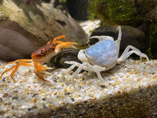 水族館の来館記念“魚朱印”に新デザインが登場！カラーリングと実寸大にこだわって作りました！【スマートアクアリウム静岡】