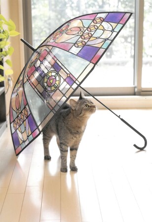 猫好きの猫好きによる猫好きのための写真展