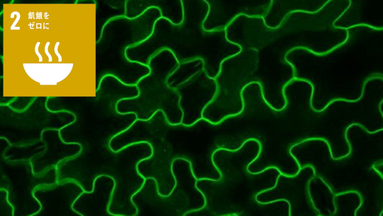 植物の細胞と器官の関係を探る理論モデルを構築