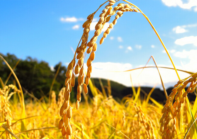 猛暑の影響を受けた新潟の新米コシヒカリを応援販売。二等米・三等米もおいしく食べよう！