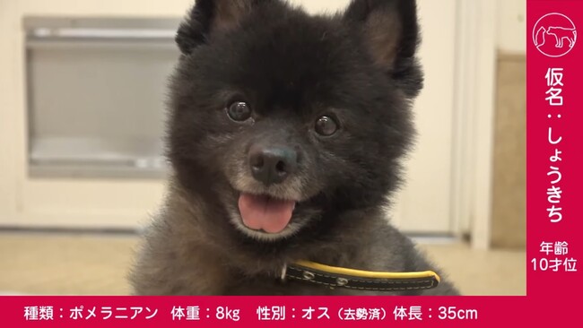 令和5年度第２回県動物愛護センターによる保護犬猫のオンライン譲渡会を開催します