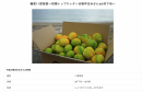 極早生みかん 極早生みかん
