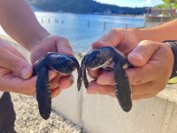 【すみだ水族館】新常設展示「オガサワラベース」にて
アオウミガメの赤ちゃんを9月30日より一般公開