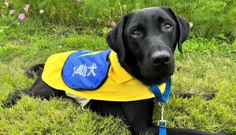 【介助犬 ピトくん】チームスタッフ契約(継続)のお知らせ