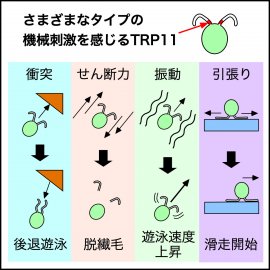 図.繊毛はさまざまなタイプの機械刺激を感じ、タイプに応じた反応をする 図.繊毛はさまざまなタイプの機械刺激を感じ、タイプに応じた反応をする