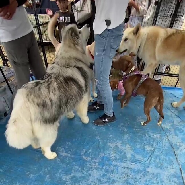 広島県東広島市では初めての、ワンちゃんのことをより深く知ることをテーマとした大型ペットイベント「WANラブフェスタ in 東広島2023」を11月に開催！