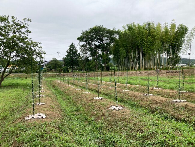 【新サービス】オリーブ業界の新しい取組　オリーブ矮化栽培技法Oliveious Methodの提供を開始します
