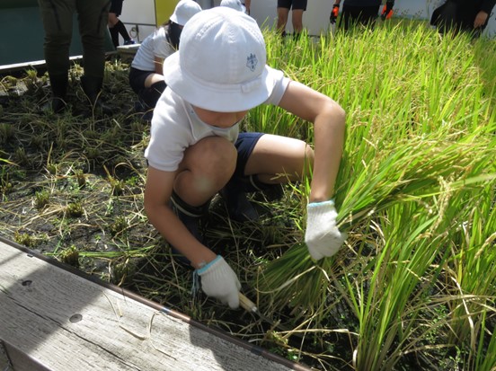 プレナス　「茅場町あおぞら田んぼプロジェクト」　阪本小学校の児童たちと稲刈り＆脱穀・籾摺(もみす)り