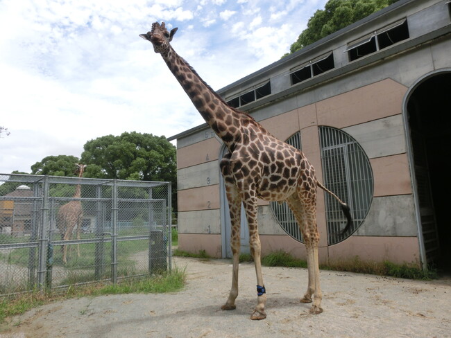 【株式会社anifull】大牟田市動物園のキリン専用、オーダーメイドサポーター第2弾が完成！