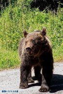 タライダさんの友達の雄熊 タライダさんの友達の雄熊