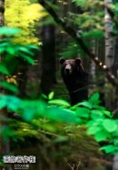 札幌市調査で撮影した雌熊 札幌市調査で撮影した雌熊