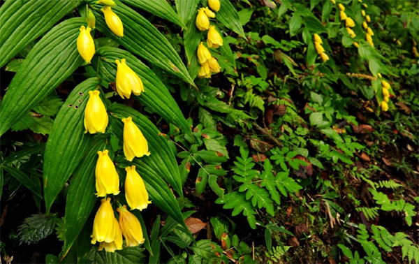 【六甲高山植物園】牧野富太郎発見「ジョウロウホトトギス」と「キイジョウロウホトトギス」が見頃を迎えました！