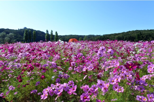 長岡市・越後丘陵公園で秋の風物詩の花が丘を染める！コスモスまつり開催