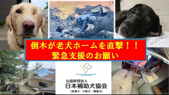 日本補助犬協会、「老犬ホーム」再建のためクラウドファンディングを開始