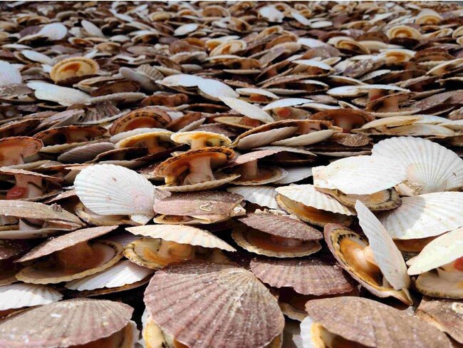 日本の水産物の消費を考えるきっかけと応援に、農林水産省「あふ食堂」は立ち上がります。