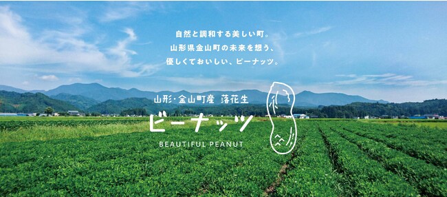 山形県金山町で落花生の収穫イベント開催!