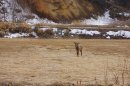 エゾシカモモ肉を解体して実食 エゾシカモモ肉を解体して実食