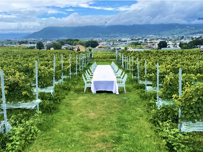 日本一のワイン産地の歴史と文化を食で楽しむ新たな体験「Wine & Food Festival Yamanashi」