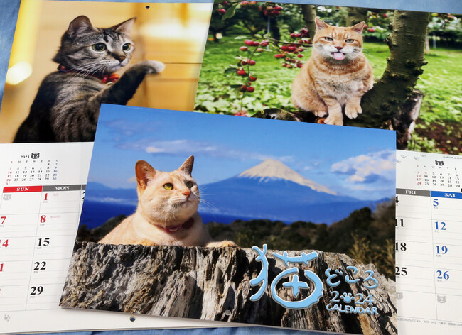 西伊豆・恋人岬の猫が表紙　「猫どころカレンダー」　９年連続で発売