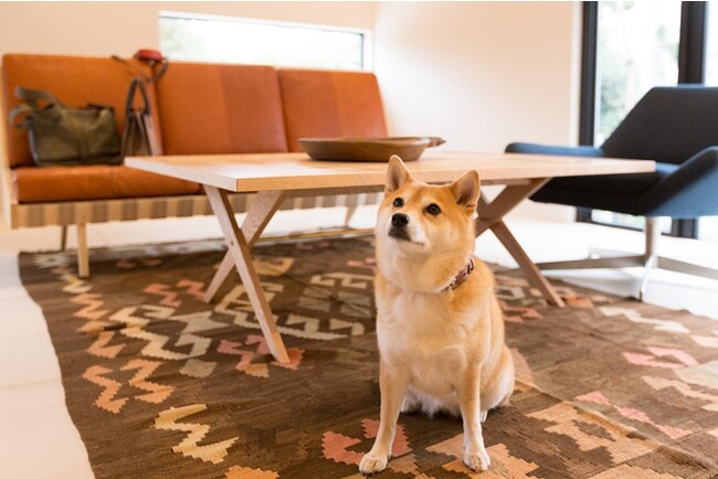 【The Canvas Hayama Park】愛犬と葉山のヴィラで、滞在するからこそ楽しめるスローライフ。