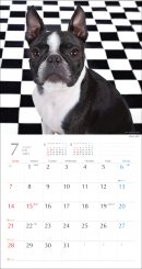 気まぐれ鼻ペチャ犬カレンダー3 気まぐれ鼻ペチャ犬カレンダー3