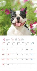 気まぐれ鼻ペチャ犬カレンダー2 気まぐれ鼻ペチャ犬カレンダー2