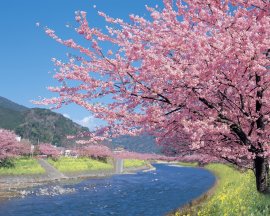 河津桜(2月の風景) 河津桜(2月の風景)