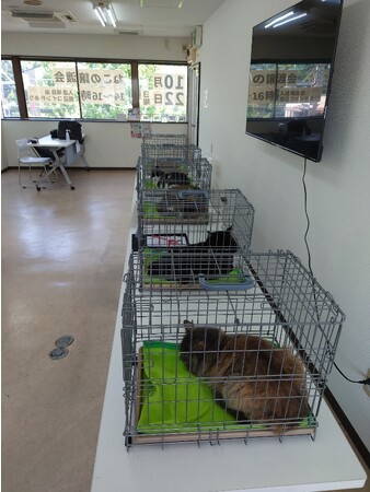 【ビクター商事株式会社が、保護猫活動をする団体へ液晶テレビを寄贈】